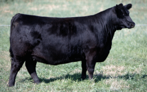 Ter-Ron Jemina 125M