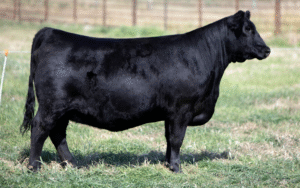 Ter-Ron Miss 27M